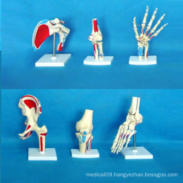 Human Joint Anatomic Skeletal Functions Model for Medical Teaching (R020902)